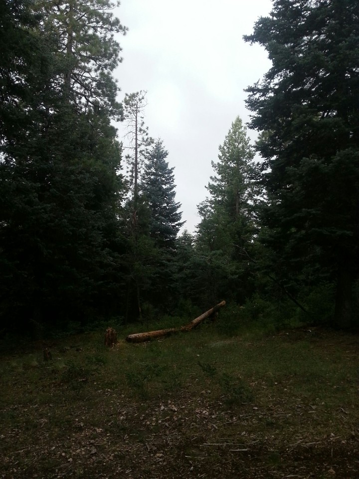 Bosque