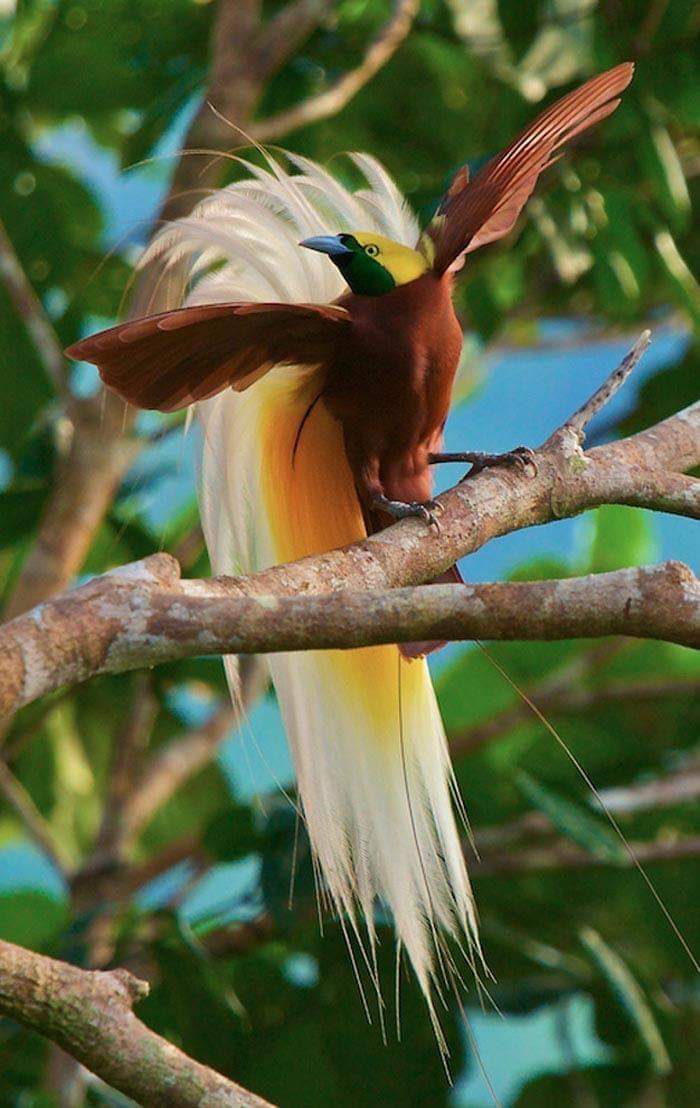 Bird