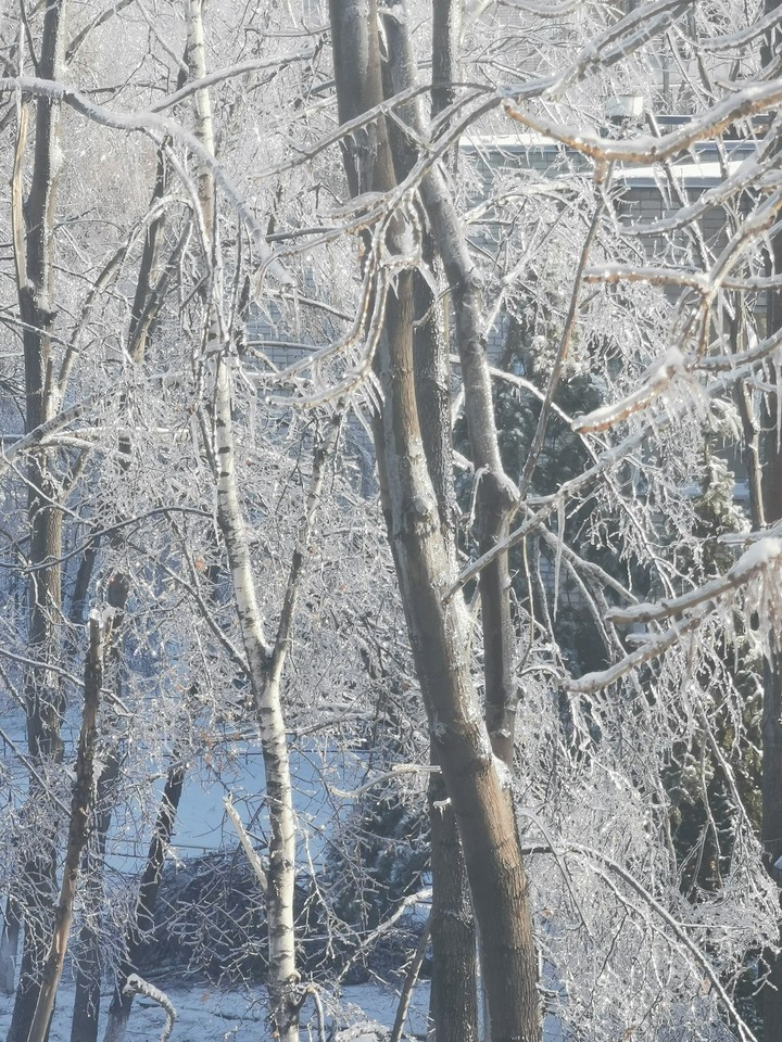Ice covered trees