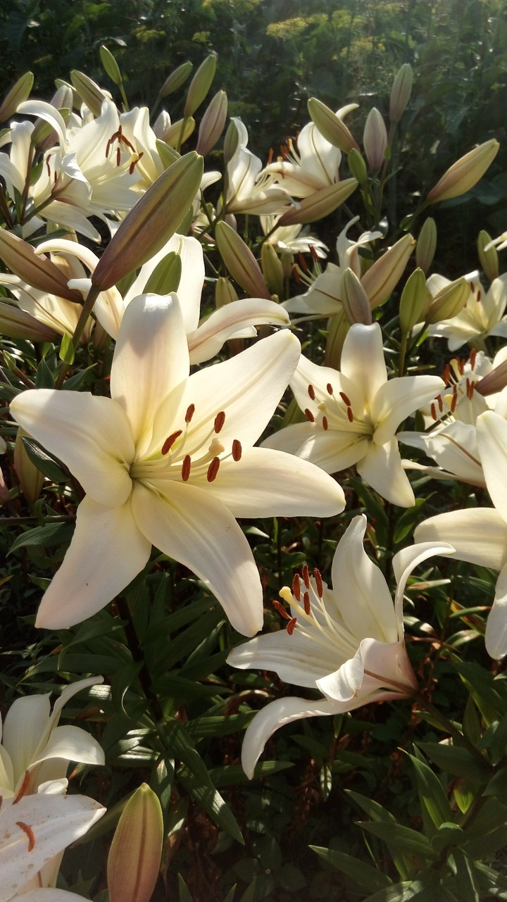 lilys