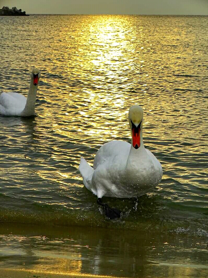 swans