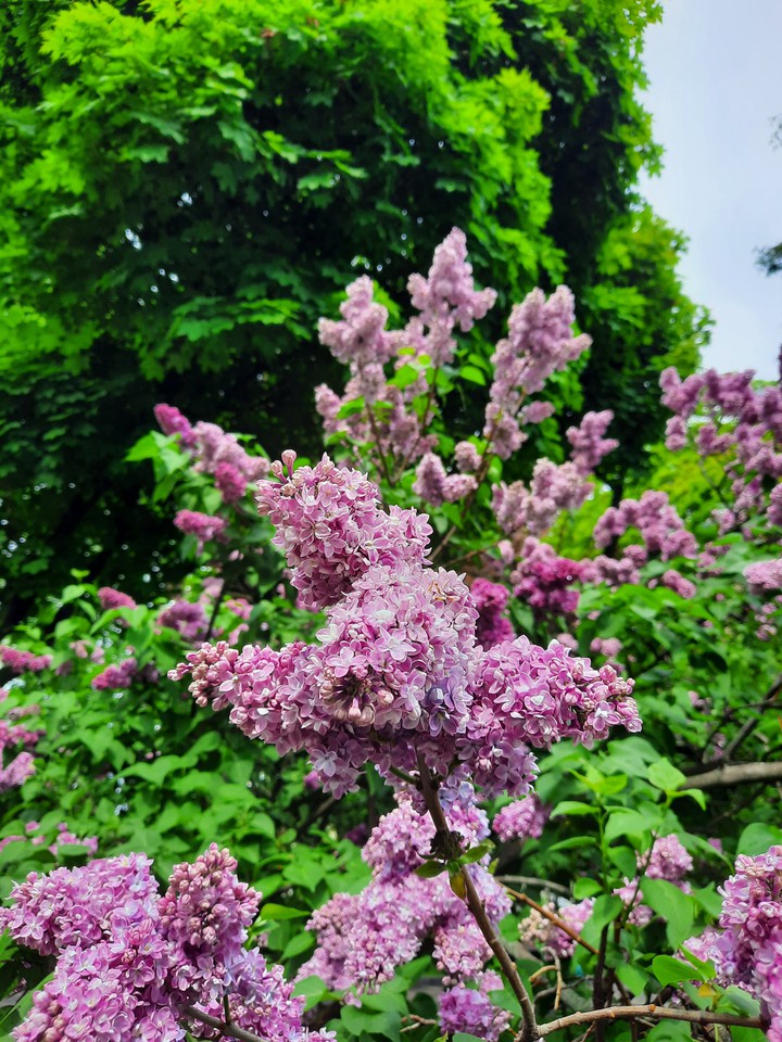 liliacs
