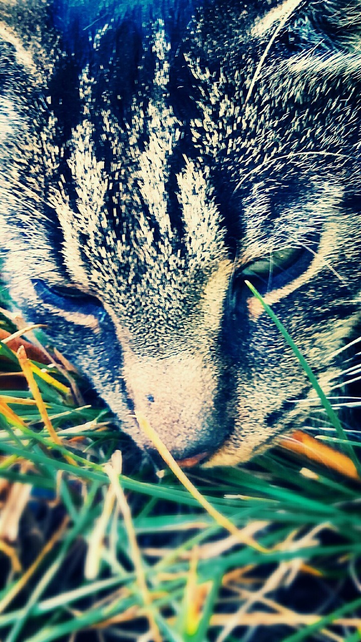 cat