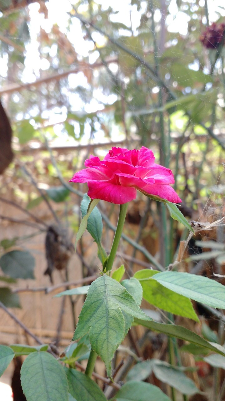 Red flower