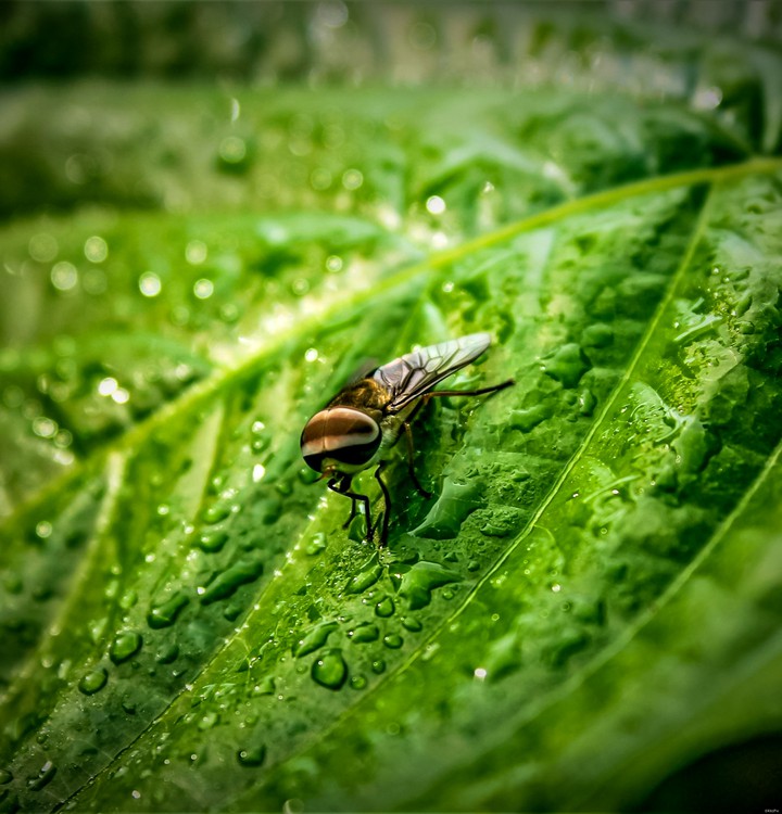 the fly