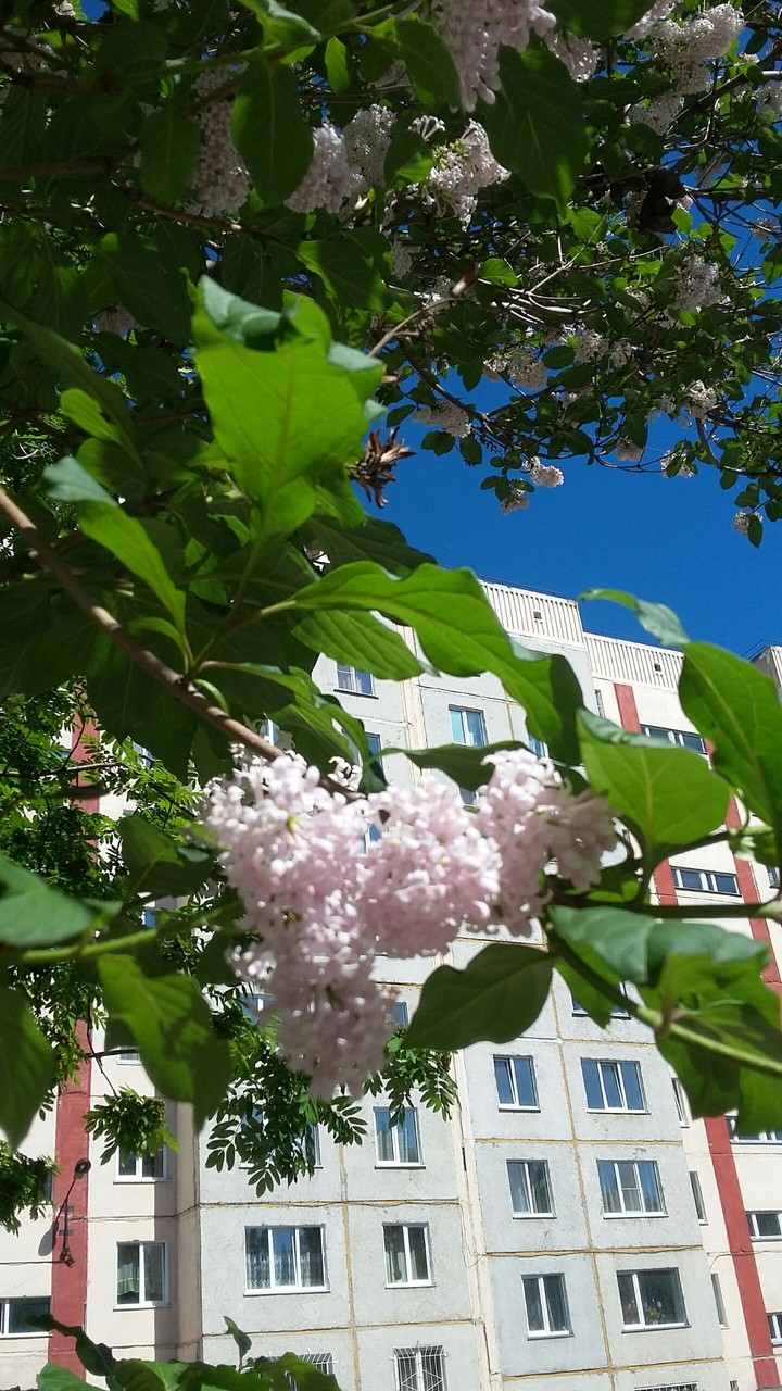 summer in Zarinsk