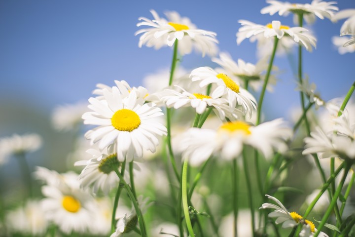 daisy