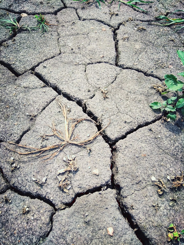 soil