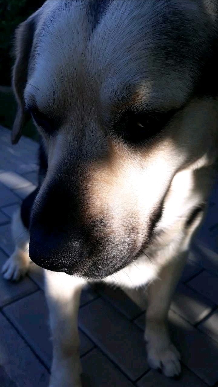 zvzv