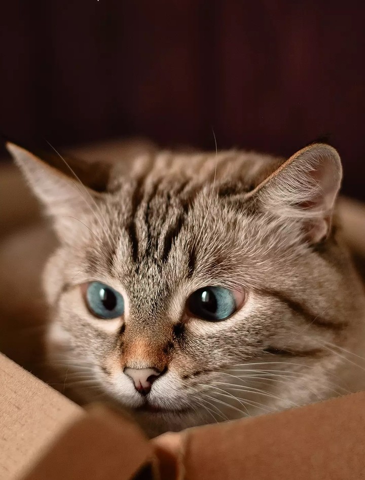 cat
