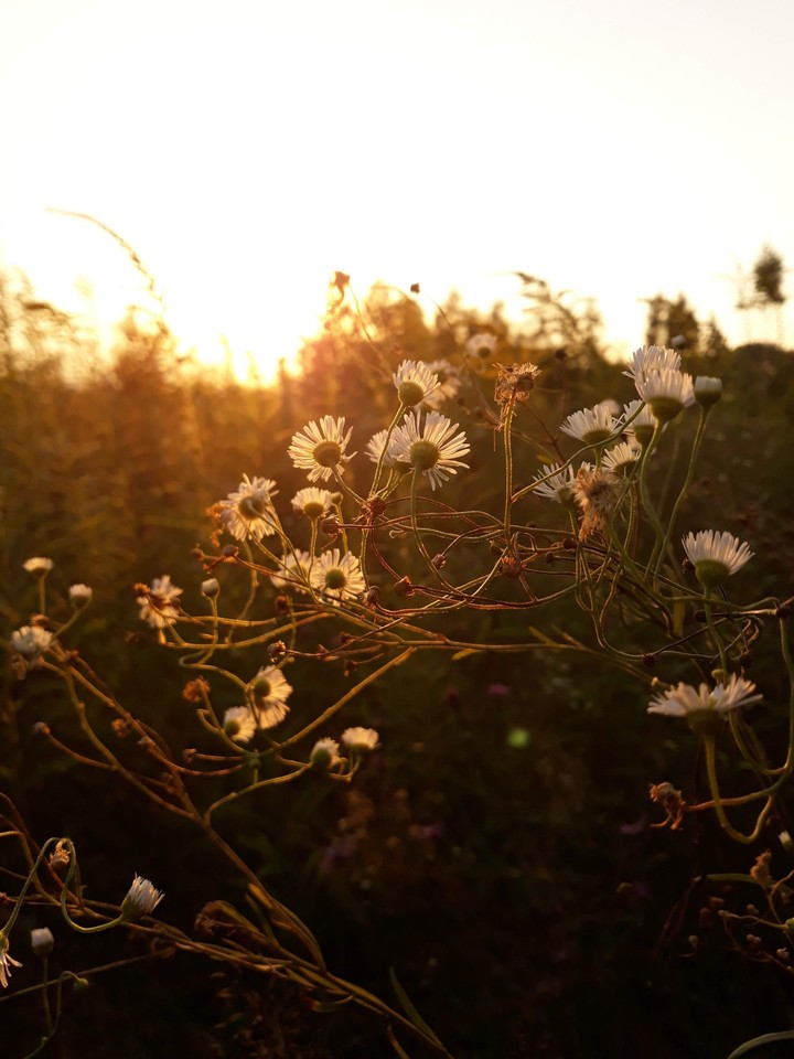 The sun. Sunset