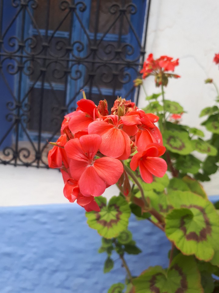 Spring Roses