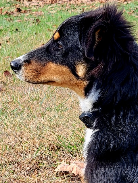 grass, snout wallpapers