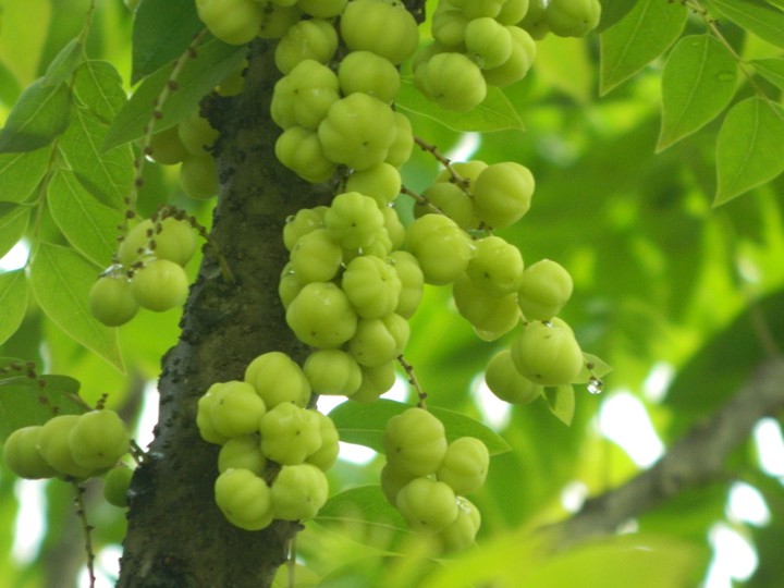 Gooseberries