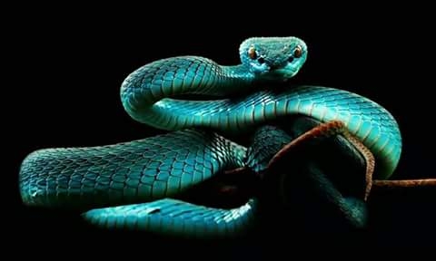 Snake 