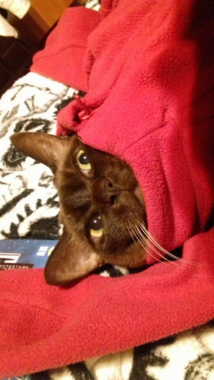 Funny cat