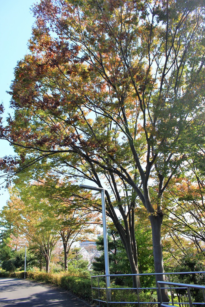 autumn leaves