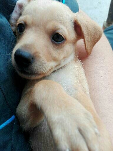 Dog Perro Animal Naturaleza Marron Canino Lindo