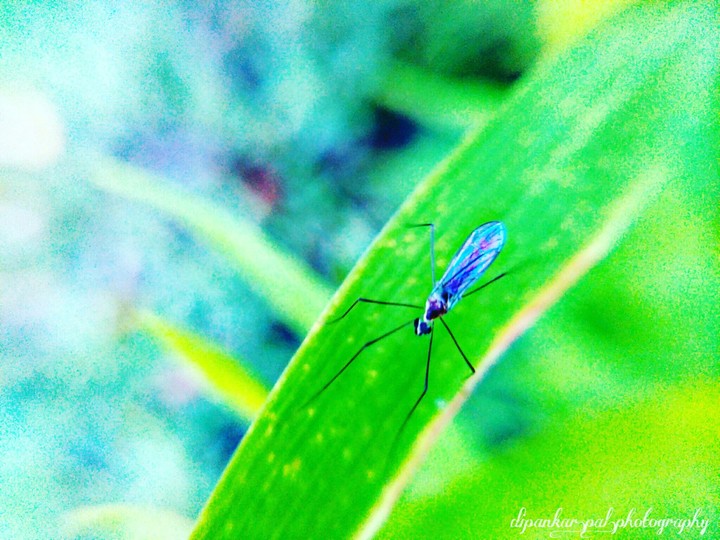 macro