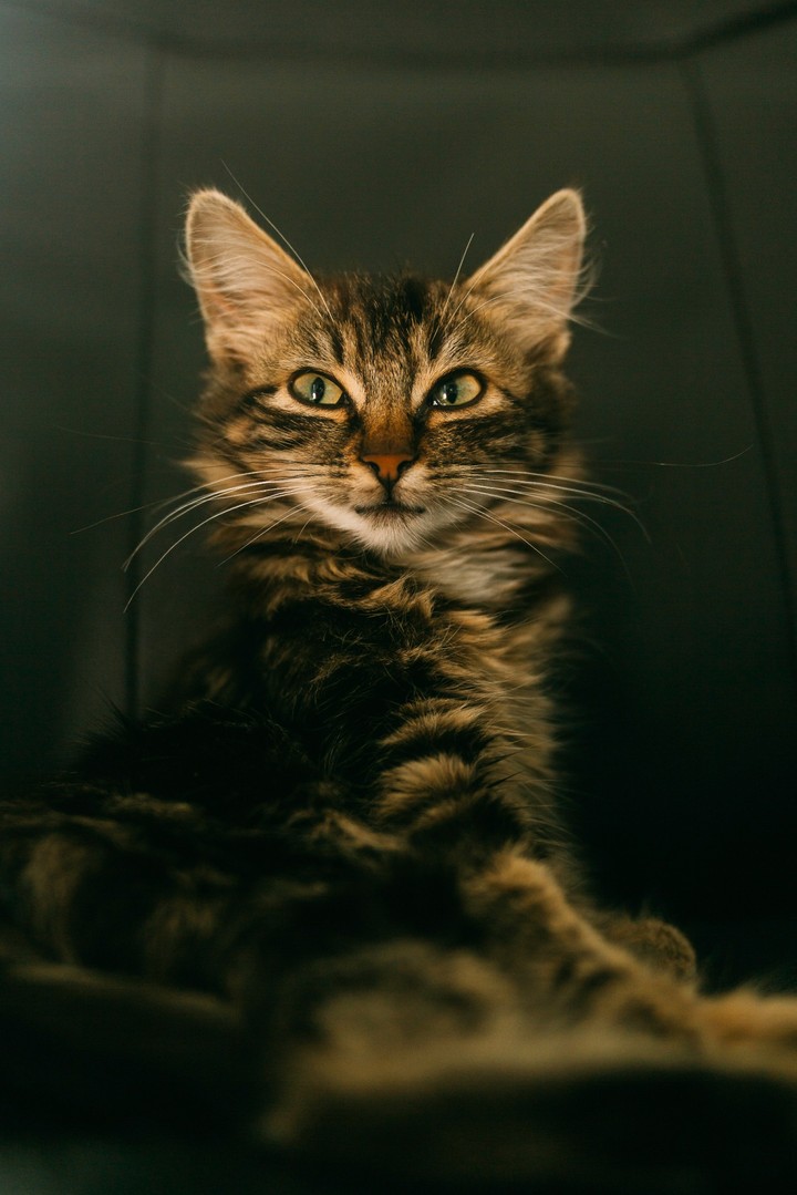 cat