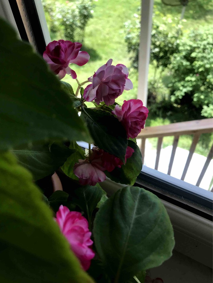 flower