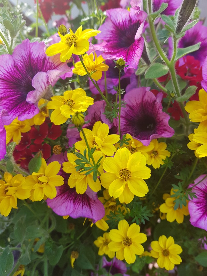 flowers