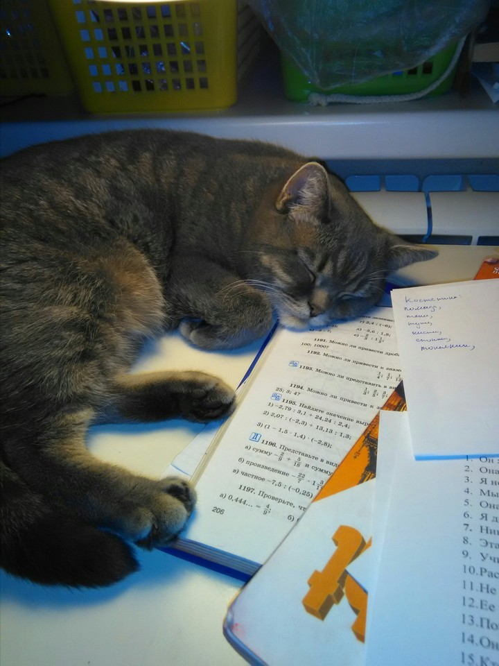 котёнок
