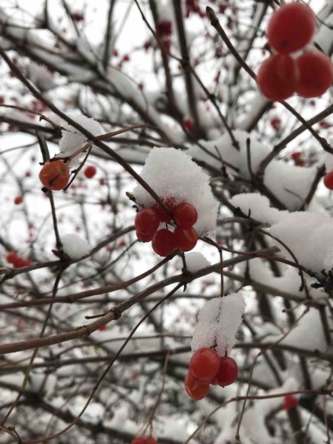 Rowan ❄️
