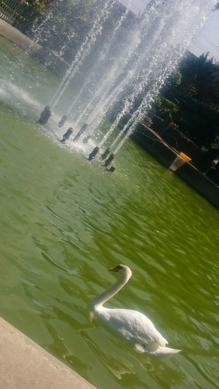Swan - Fountain