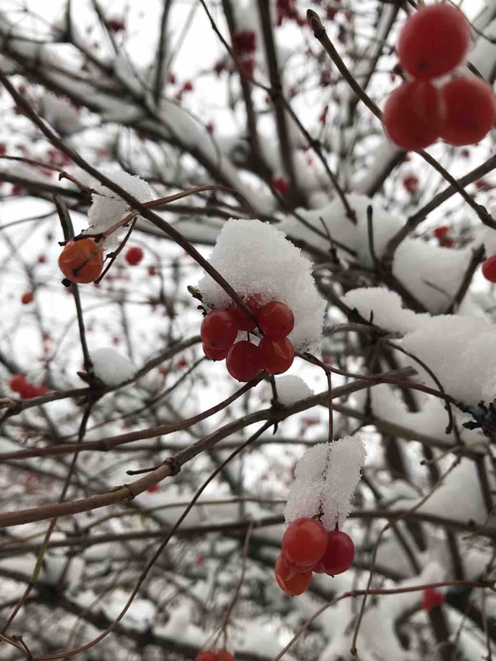 Rowan ❄️