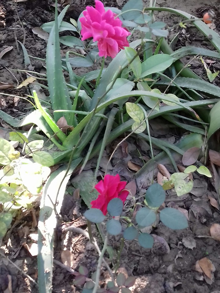 garden