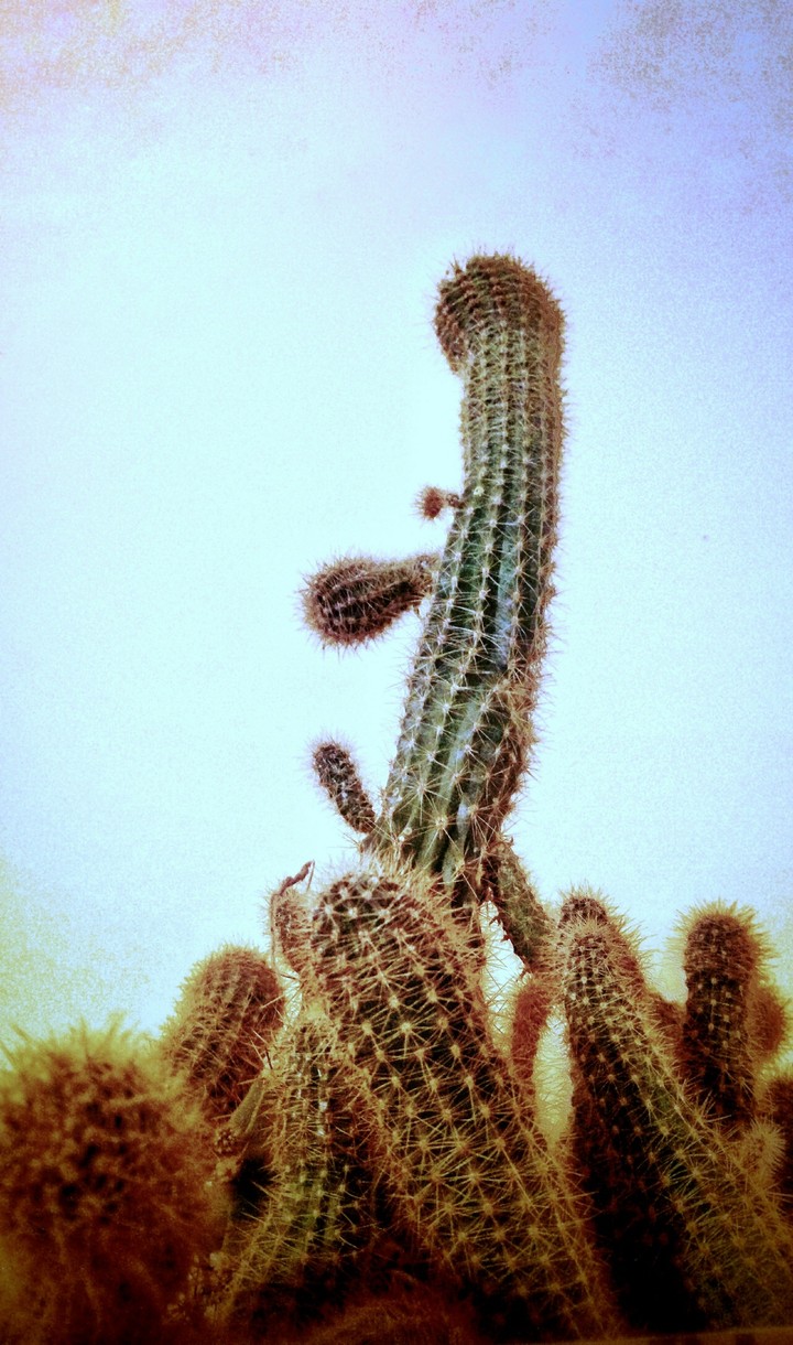 Mr Cactus