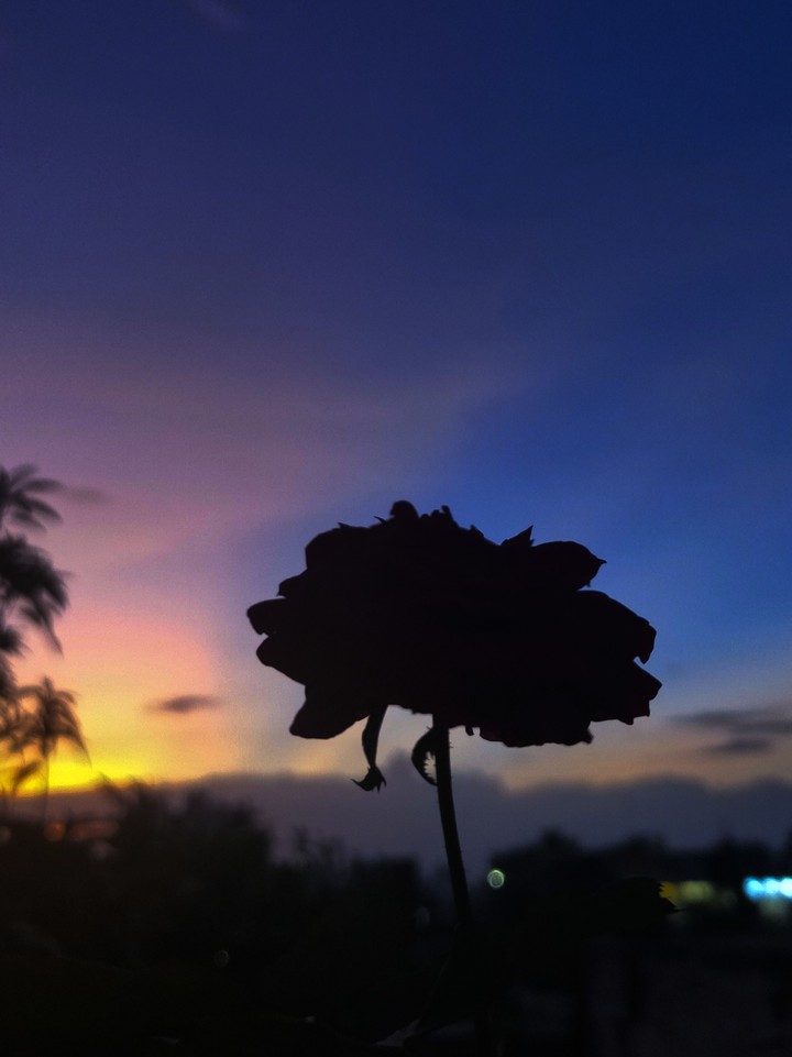 flower