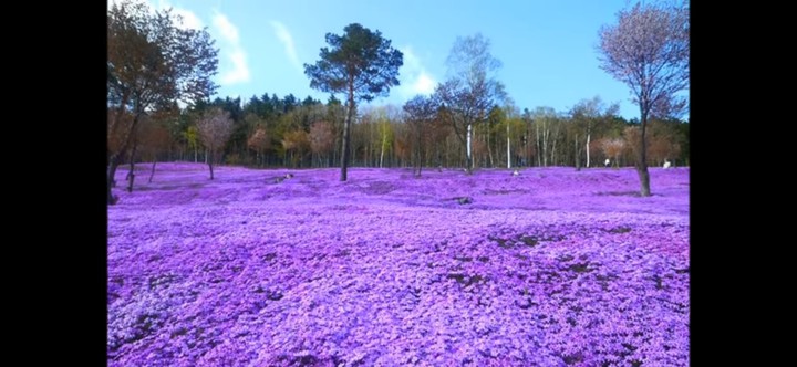 Shibazakura Flowers, Takinoue Park, Japan