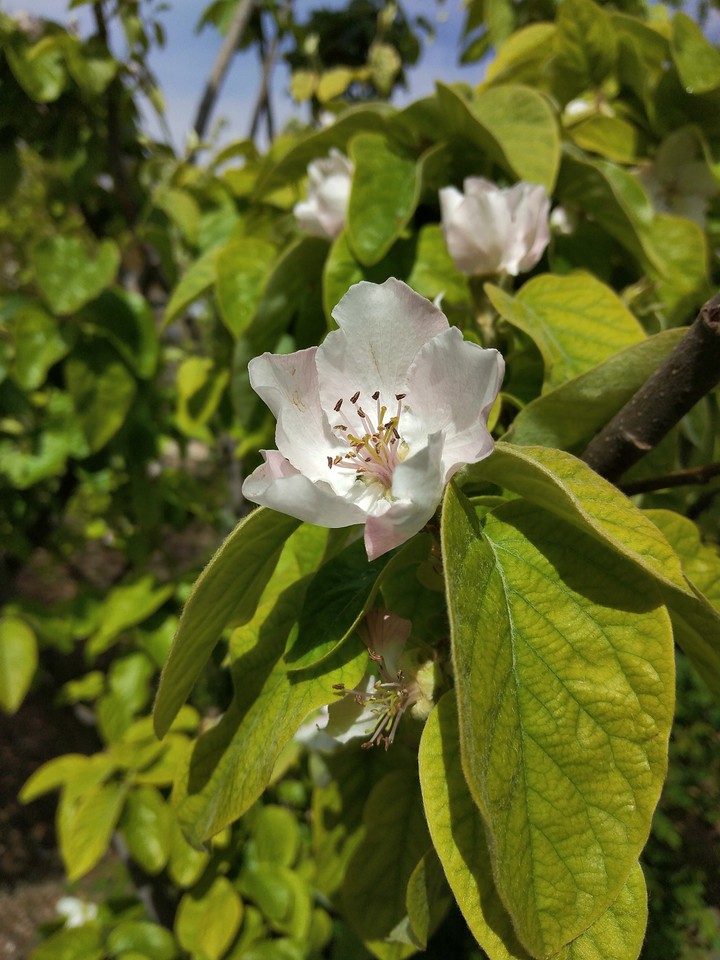 flower