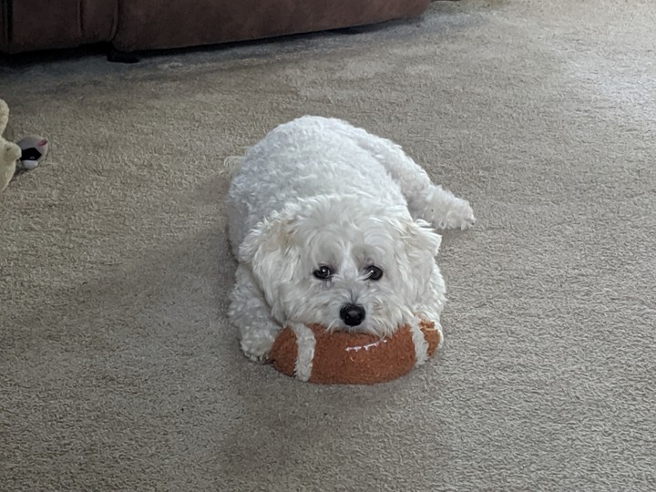 tired play dog