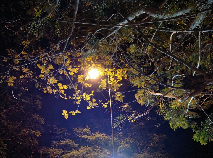 Trees