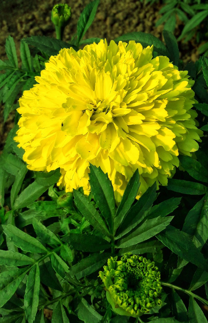 Beautiful flower