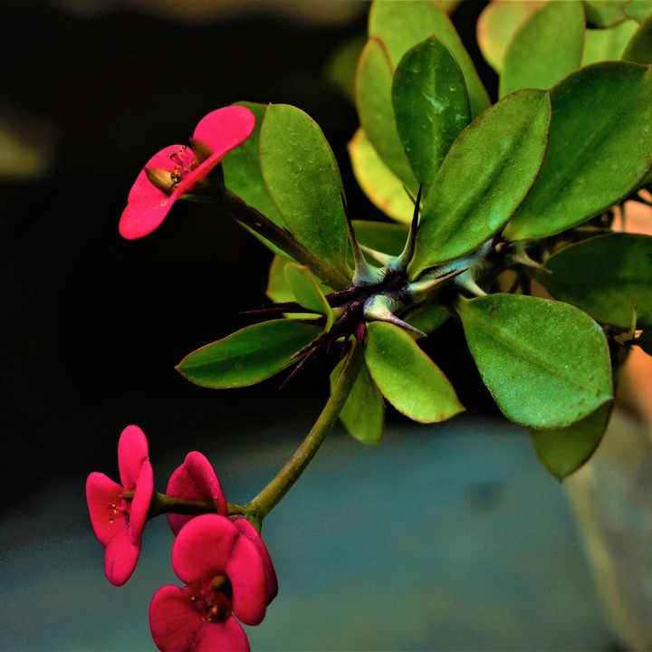 Flower