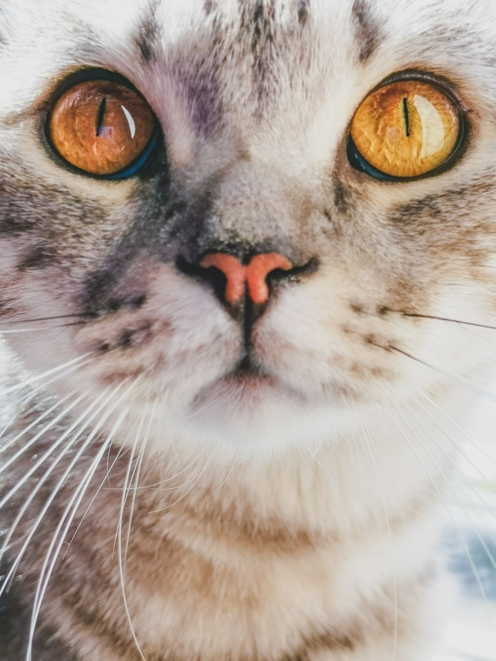 мой