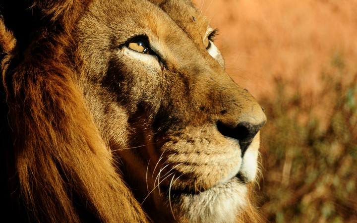 The lion king