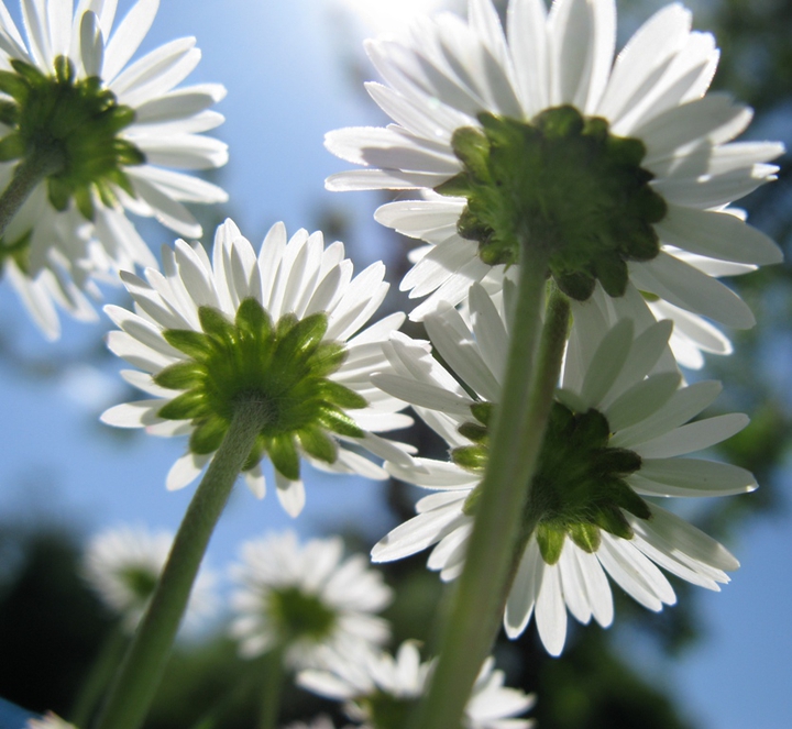 daisies
