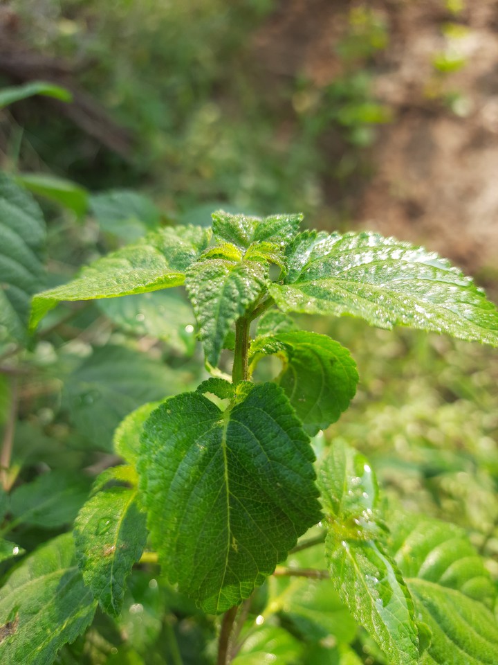 what is love ..May be plant is !