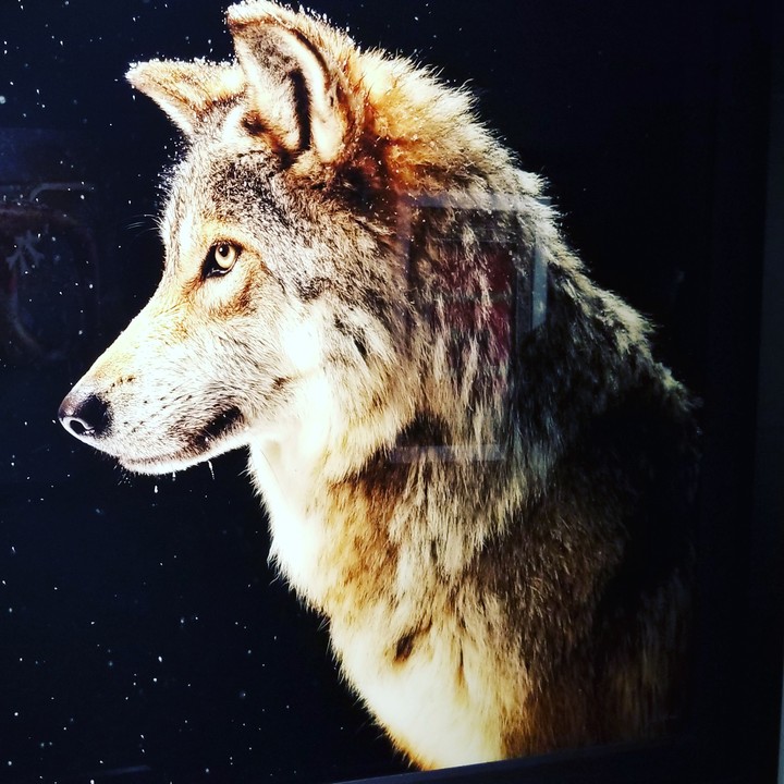 wolf