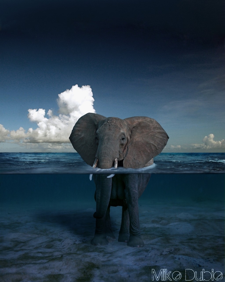 elephant