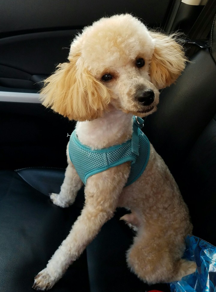 Toby the poodle
