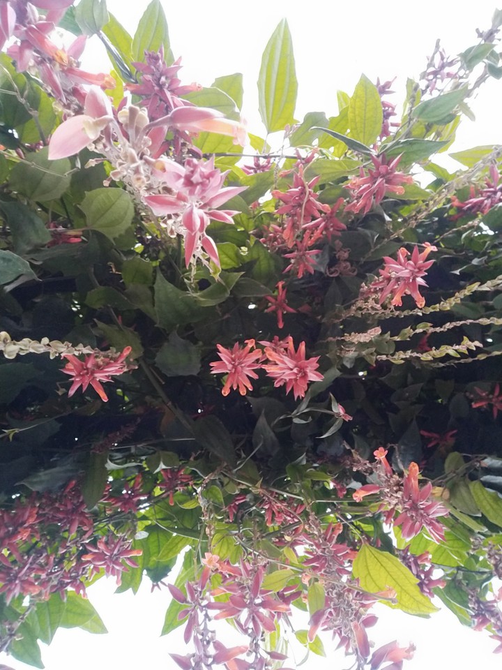 Nature