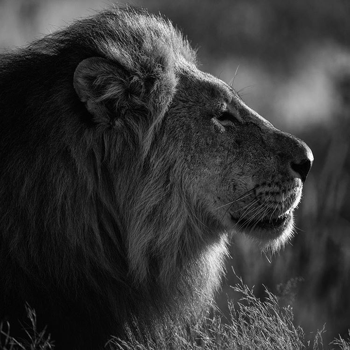 profile of leon