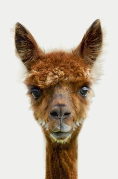 llama