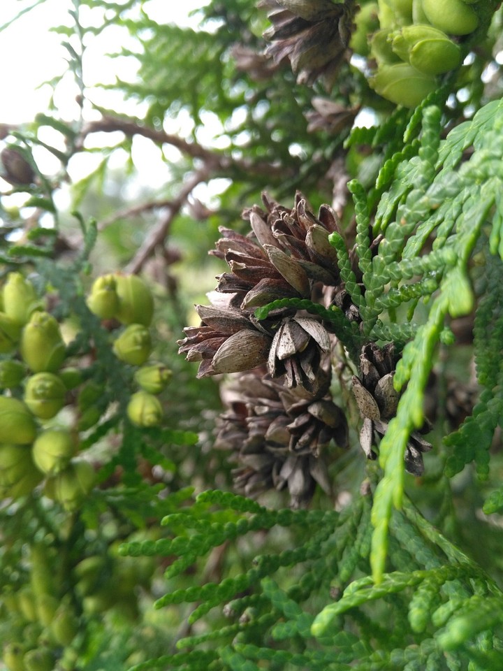 Garden Plant
